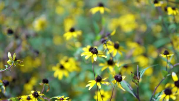 Μαύρο Μάτι Susan Rudbeckia Λουλούδι Κίτρινο Λουλούδι Που Ανθίζει Στον — Αρχείο Βίντεο