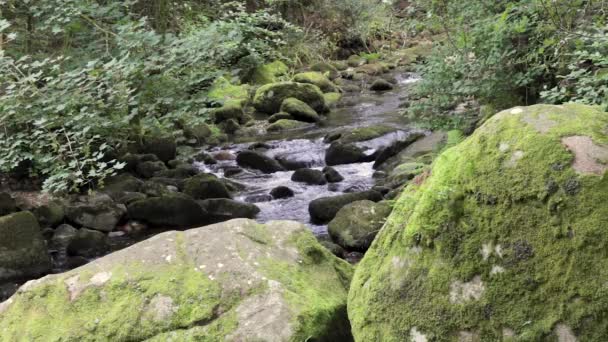 Fluss Plym Läuft Über Moosbewachsene Felsen Shaugh Prior Auf Dartmoor — Stockvideo