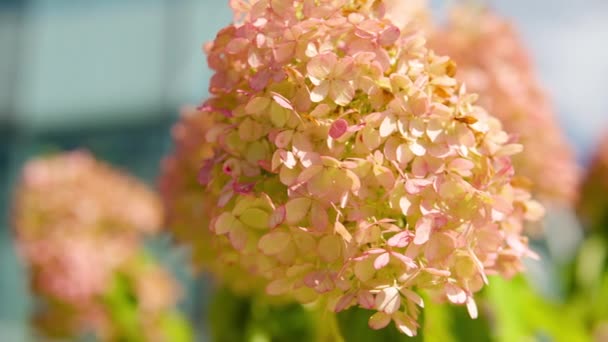 Hortênsia Smnhprzep Misturado Amarelo Rosa Vibrante Cor Bud Blooming Close — Vídeo de Stock