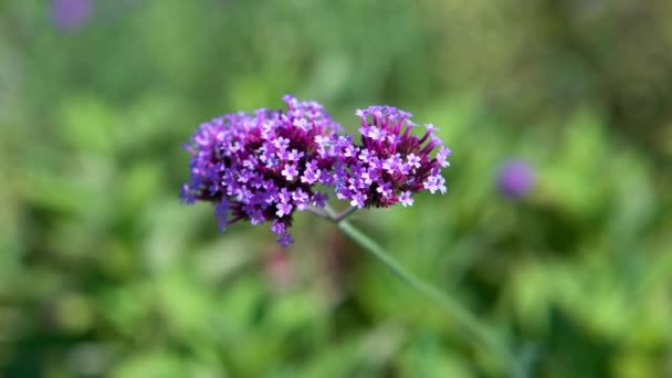 Purpletop Verbena Bonariensis Bloom Close — Stok Video
