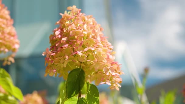 Hydrangea Mixed Yellow Pink Vibrant Color Bud Blooming Blue Sky — 비디오