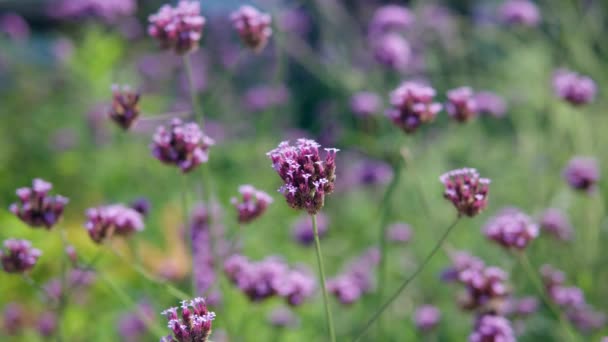 かなり紫色の紫色のピンクのプルプトップのフィールドベルベナ ボナリエンシス Verbena Bonariensis — ストック動画
