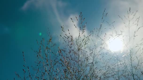 Panicum Virgatum Heavy Metal Blue Switchgrass Silhouet Tegen Hemel Zon — Stockvideo