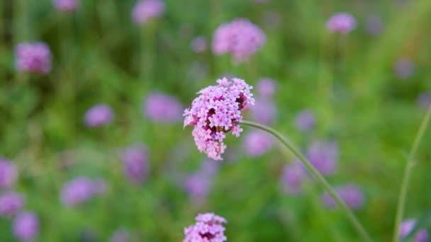 Verbena Bonariensis Vervain Atas Atau Vervain Atas Kluster Tinggi Atau — Stok Video