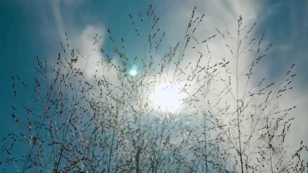 Yakın Plan Panicum Virgatum Heavy Metal Switchgrass Parlak Güneş Gökyüzüne — Stok video