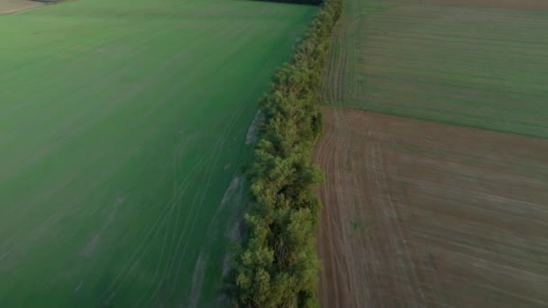 Aerial Drone Shot Trees Separating Fields Tree Vegetation Rural Areas — Stock Video