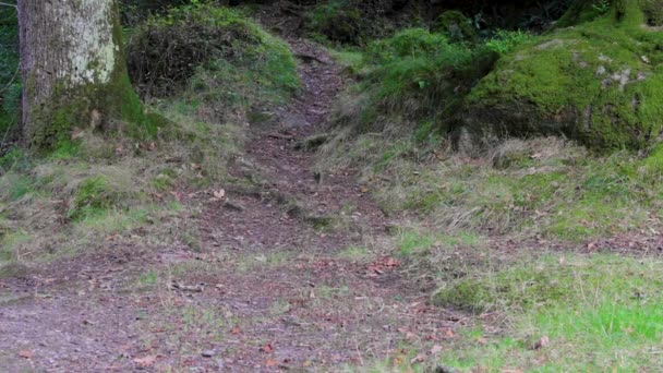 Sentier Pédestre Menant Travers Les Bois Shah Avant Sur Dartmoor — Video