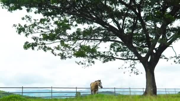 Cavalo Uma Coleira Rancho — Vídeo de Stock