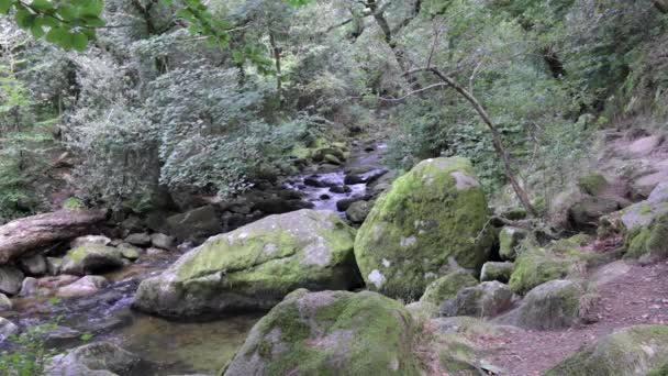 Floden Plym Slingrar Sig Genom Shaugh Prior Woodland Dartmoor Det — Stockvideo