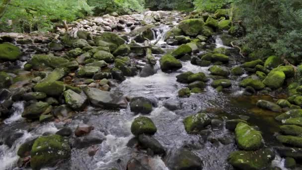 Rivière Meavey Coulant Travers Bois Pont Shaugh Sur Dartmoor Dans — Video