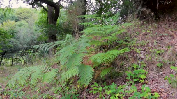 Fläck Ormbunkar Växer Shaugh Prior Woodland Den Engelska Länet Devon — Stockvideo