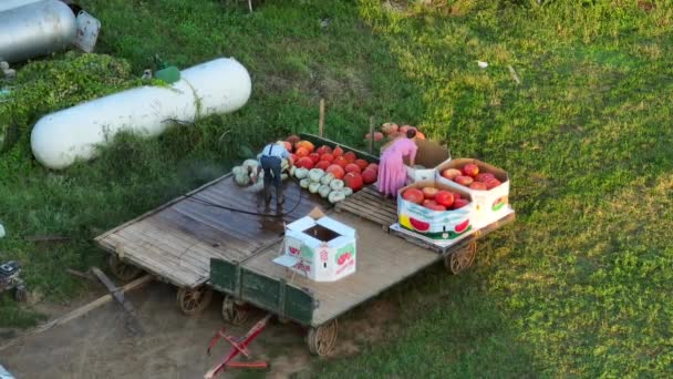若いアーミッシュメノナイトの人々は農場の畑からカボチャを洗います 秋のハロウィーンのテーマで秋の装飾の準備ができました — ストック動画