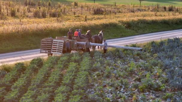 Amish Mennonite Lidé Usa Ručně Sklízejí Brokolici Květák Úrodu Koněm — Stock video