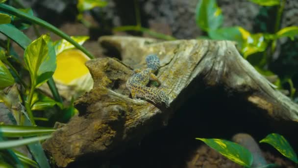 見事なヒョウの手製映像 Geckoの休息の木の切り株 — ストック動画