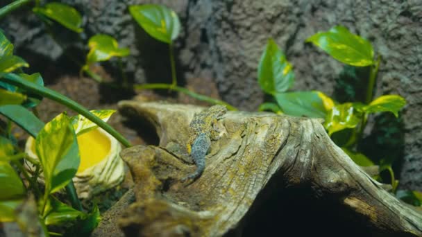 Hand Held Shot Leopard Gecko Slowly Walking Away Tree Log — Stock Video