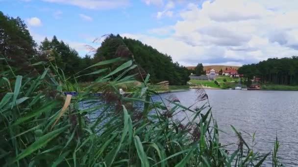 Het Riet Het Meer Slingert Zachtjes Wind Achtergrond Een Uitzicht — Stockvideo