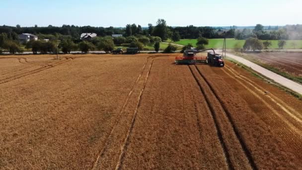 トラクタートレーラーにトウモロコシの穀物をオフロード結合の空中ショット 収穫時に農地で働く農業機械 農業の概念 トップ表示 — ストック動画