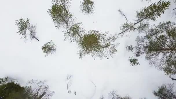 Rovaniemi的Ounasvaara山的冬季景色 无人机镜头从上到下在松树上移动 — 图库视频影像