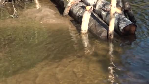 有一条小河的鲑鱼河 人类为鱼的产卵创造了一条河 用于捕鱼的木制堤坝 — 图库视频影像