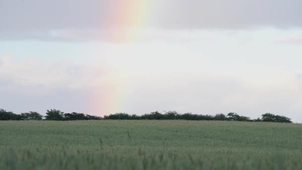 Bunter Regenbogen Über Einem Riesigen Grünen Weizenfeld Weitschuss — Stockvideo