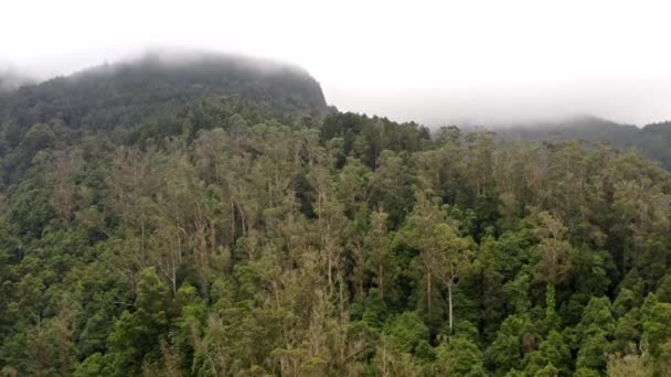 Niebla Pesada Que Yace Denso Bosque Montaña Las Azores Vista — Vídeo de stock
