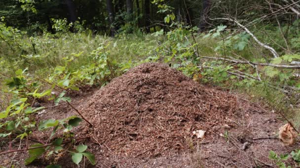 Statische Ansicht Eines Riesigen Ameisenhaufens Mitten Wald Tageslicht — Stockvideo