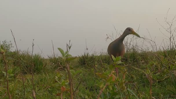 Curioso Pájaro Acuático Riel Madera Gigante Avanza Través Los Pantanos — Vídeo de stock