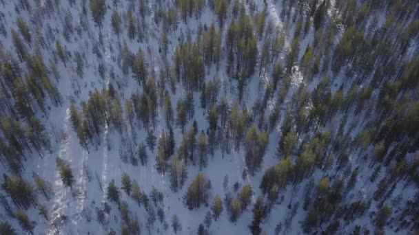 Imagens Drones Cinematográficos Incríveis Com Flares Lentes Floresta Selvagem Inverno — Vídeo de Stock