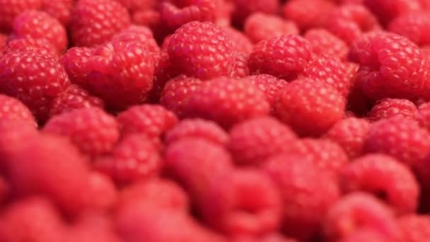 Framboesas Frescas Fechar Fruta Doce Suculenta Vermelha Foco Seletivo — Vídeo de Stock