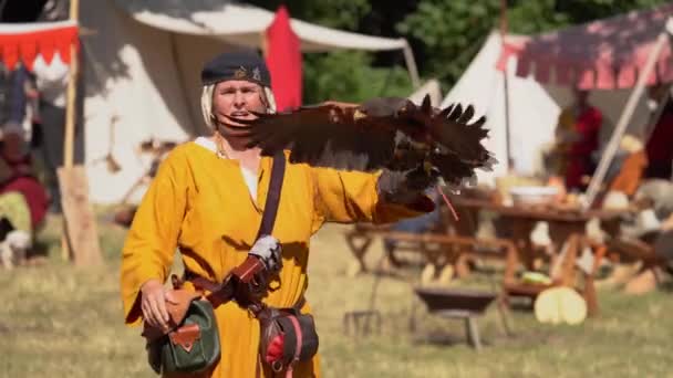 Master Falconer Show Harris Hawk Standing Its Hand Spottrup Danmark — Stockvideo