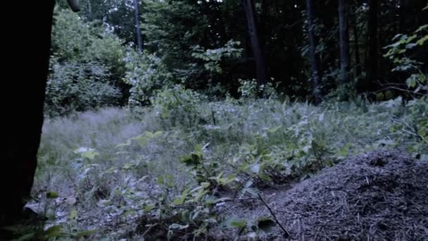 Sensensenmann Der Dem Toten Ameisenhügel Wald Wieder Leben Einhaucht Kamerafahrt — Stockvideo