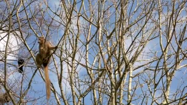 爱丁堡动物园 一只头戴皇冠的狐猴在一棵树的树冠上爬来爬去 吃着树的芽 而一只乌鸦则在蓝天的映衬下坐在树后 — 图库视频影像