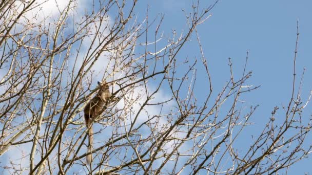 Een Gekroonde Maki Eulemur Coronatus Klimt Voorzichtig Rond Het Bladerdak — Stockvideo