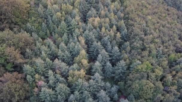 Increíble Puesta Sol Sobre Bosque — Vídeos de Stock