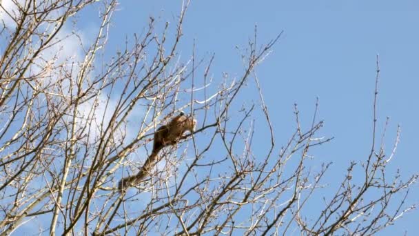爱丁堡动物园 一只头戴皇冠的狐猴在一棵树的树冠上优雅地移动着 吃着树的芽 而一只乌鸦则在蓝天的映衬下坐在树后 — 图库视频影像