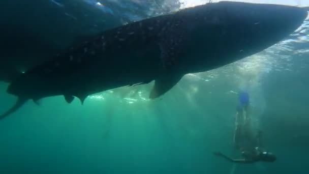 Beautiful Blonde Girl Swims Underwater Huge Whale Shark Tropical Ocean — Stock Video