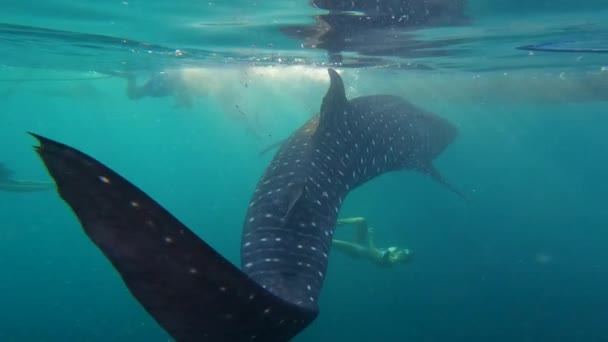 一个漂亮的金发女孩在热带海洋的一条大鲸鲨附近游泳时的超级慢动作 — 图库视频影像