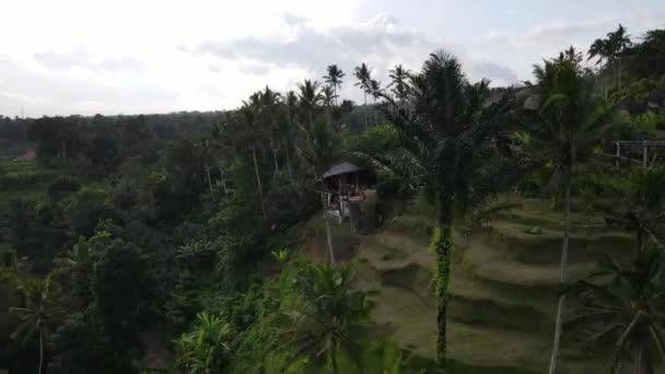 Drone Shot Latający Między Palmami Kierunku Seksownej Blondynki Różowym Jacuzzi — Wideo stockowe