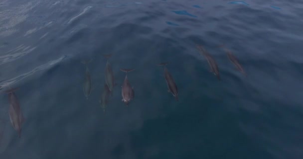 Drone Shot Μητέρα Και Γιος Spinner Δελφίνια Έρχονται Στην Επιφάνεια — Αρχείο Βίντεο