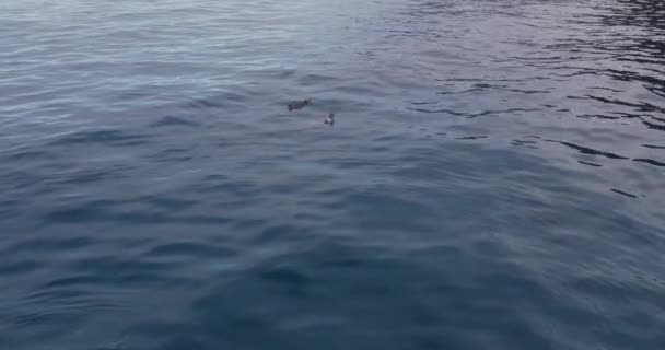 Dois Golfinhos Giratórios Chegando Superfície Seguida Mergulhando Tiro Rastreamento Aéreo — Vídeo de Stock