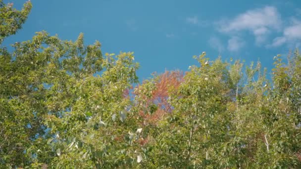 Zöld Levelek Faágakon Kék Égbolttal Egy Nyári Napon — Stock videók