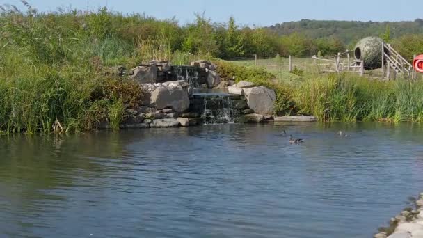 在英国格洛斯特郡的一个池塘里玩耍和嬉戏的鸭子 — 图库视频影像