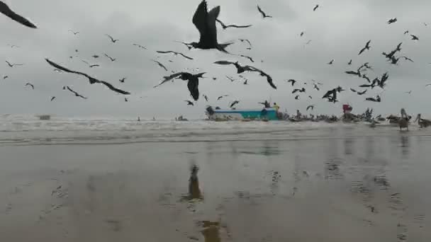 Sebuah Hiruk Pikuk Menukik Besar Frigatebird Mencuri Ikan Dari Peti — Stok Video