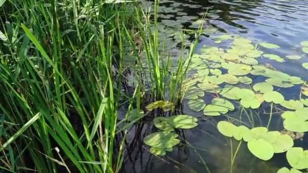 睡莲在清澈的湖上叶子和芦苇 照相机的缓慢运动 — 图库视频影像