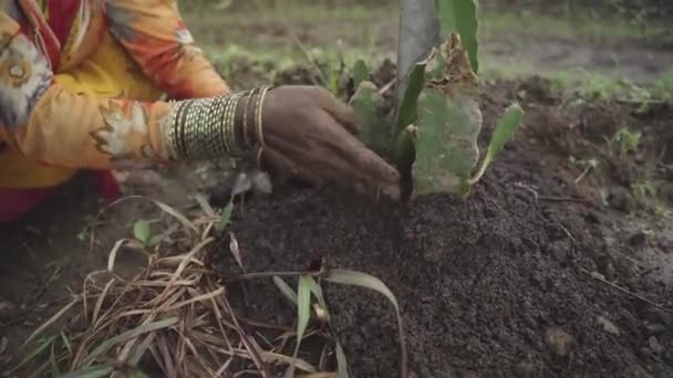 印度农民在农田里种植龙果 用于商业生产 特写镜头 — 图库视频影像