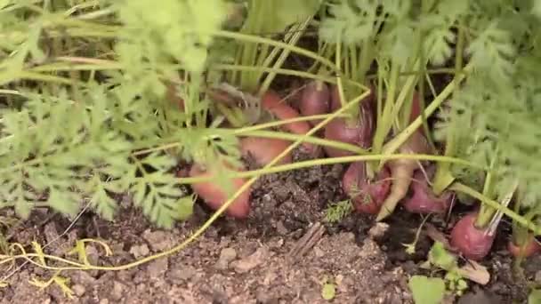 Bahçede Havuç Hasadı Topluyor Havuç Depolama Görüntülerini Çıkarıyor — Stok video