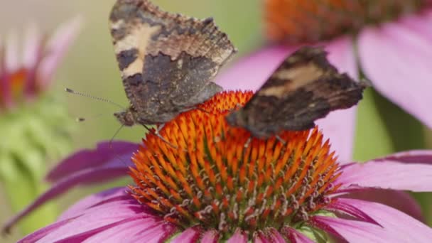 2匹の小さな亀甲蝶がオレンジの花から飛び立ちます クローズアップマクロスローモーションショット — ストック動画