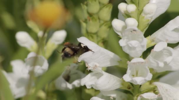 Macro Shot Close Uma Abelha Coletando Néctar Flores Brancas Clethraceae — Vídeo de Stock