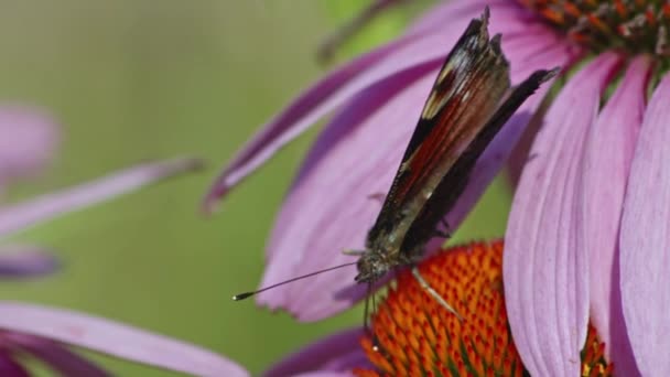 Makro Shot European Peacock Motýl Mávání Křídly Při Sání Nectar — Stock video
