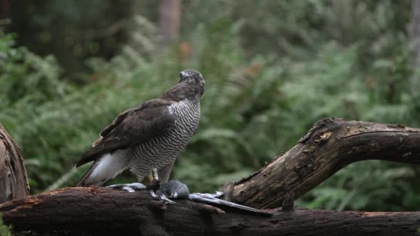北方鹰在森林的树枝上吃较小的鸟的中等电影镜头 — 图库视频影像